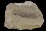 Dawn Redwood (Metasequoia) Fossil - Montana #153712-1